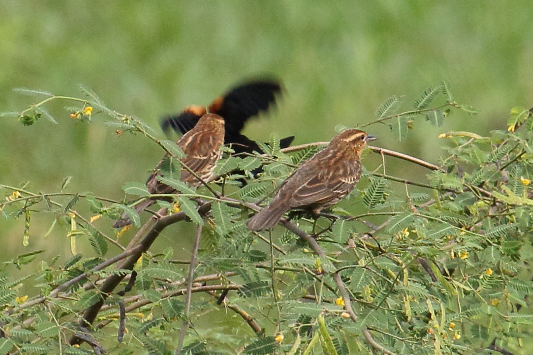 carouge_a_epaulettes_-_agelaius_phoeniceus3md