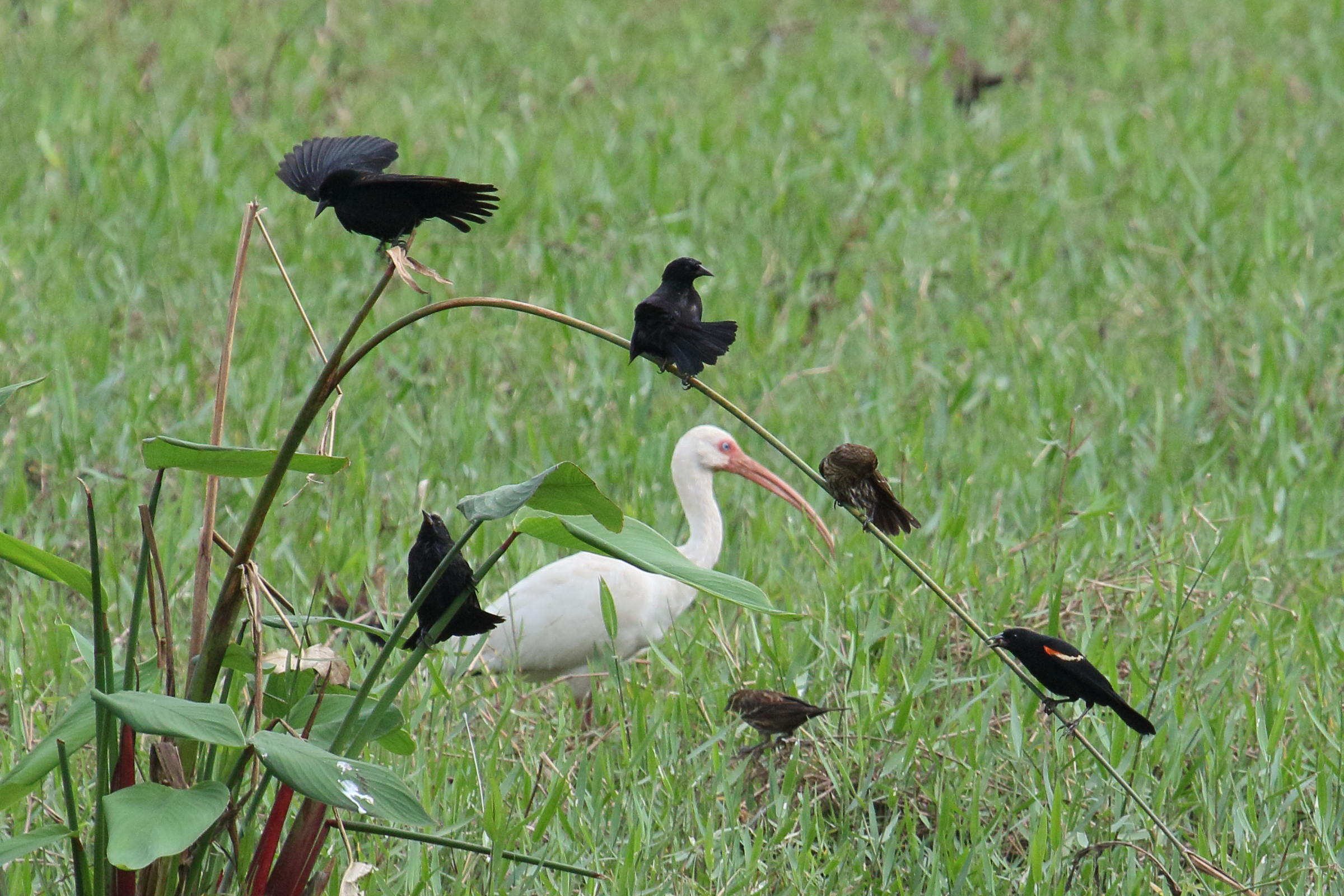 carouge_a_epaulettes_-_agelaius_phoeniceus4md