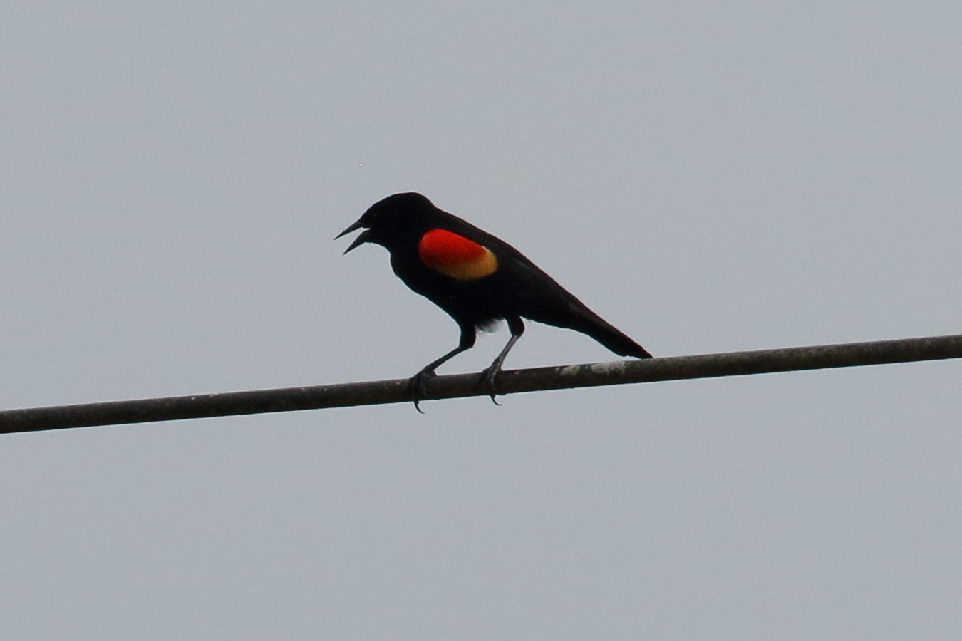 carouge_a_epaulettes_-_agelaius_phoeniceus5bd