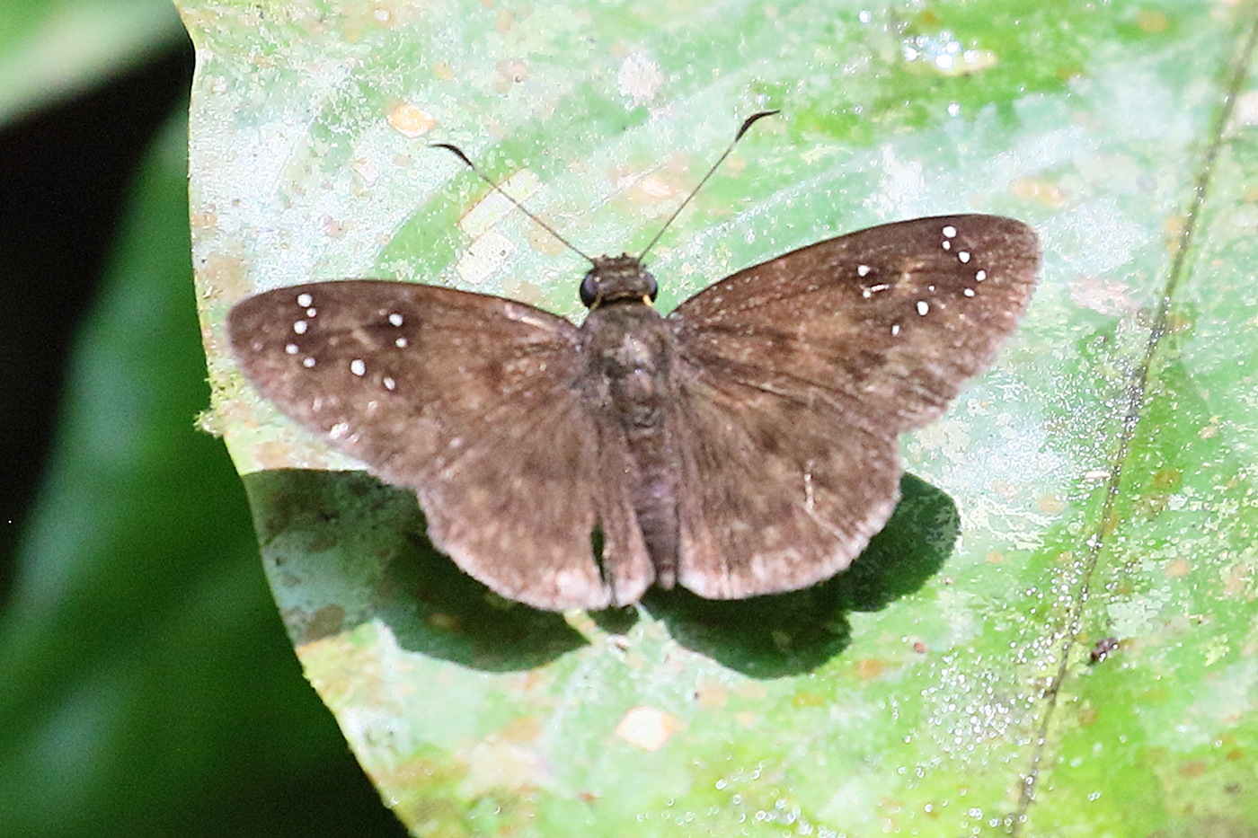 celaenorrhinus_monartus1bd