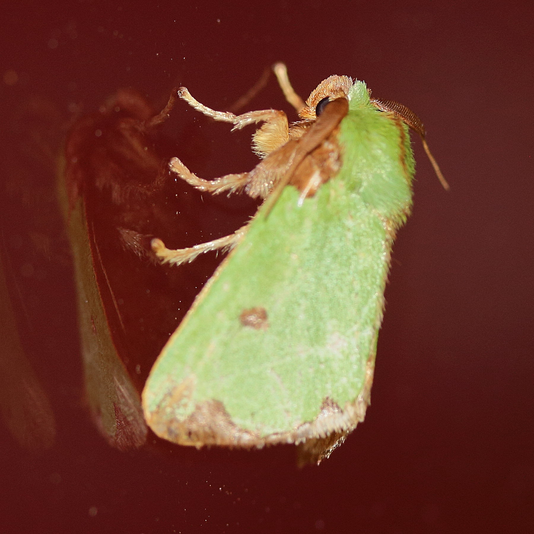 chavarriella_porcius1md