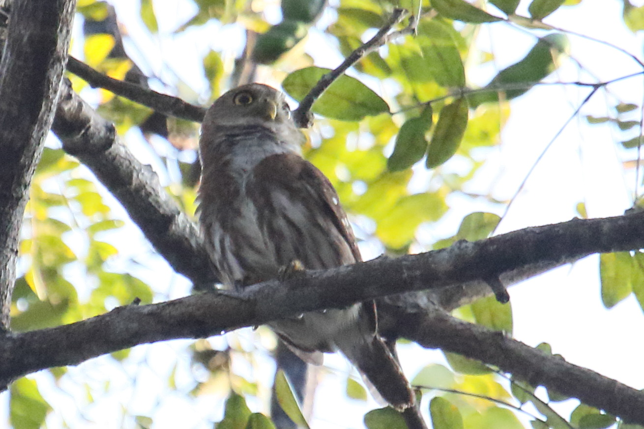 chevechette_brune_-_glaucidium_brasilianum1md