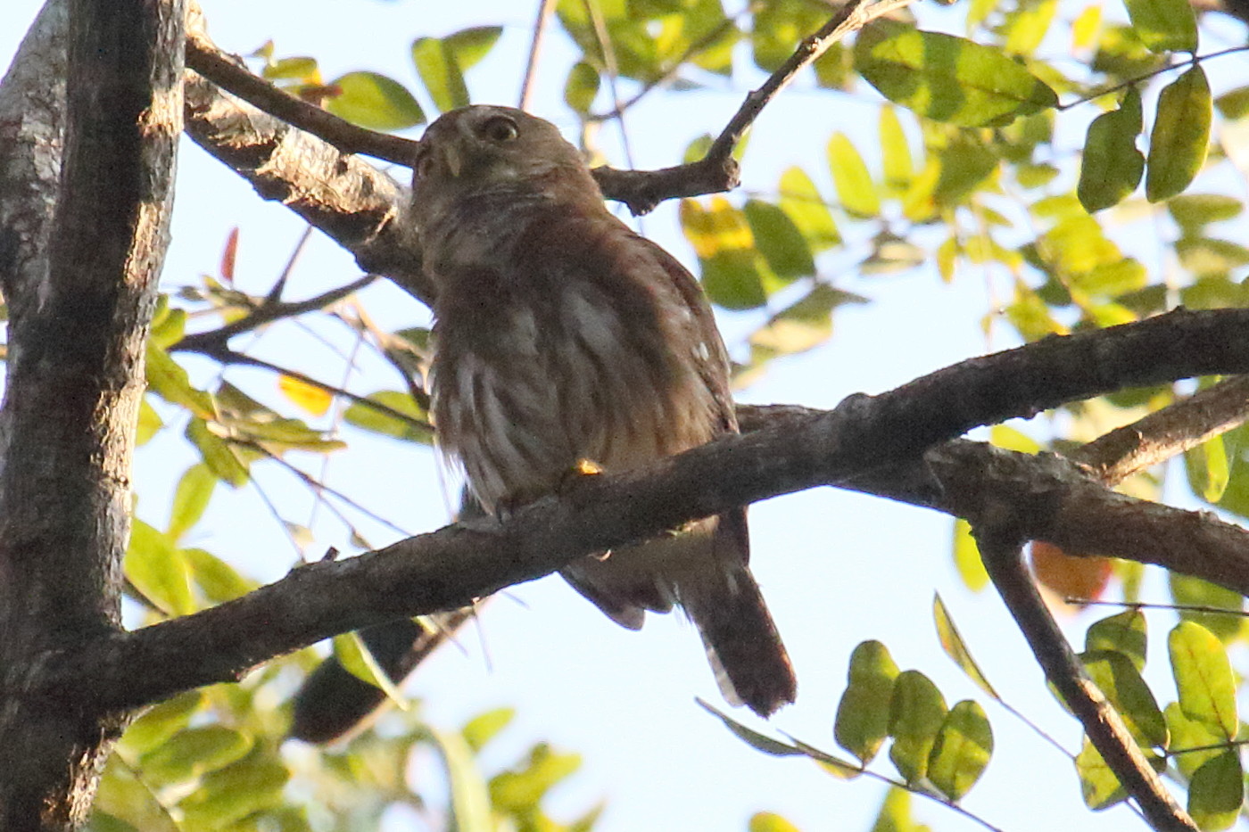 chevechette_brune_-_glaucidium_brasilianum2md