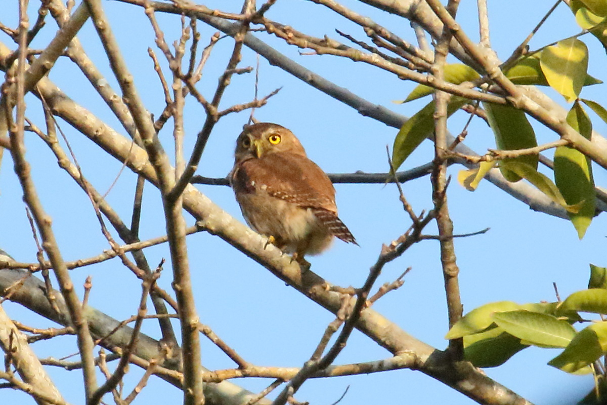 chevechette_brune_-_glaucidium_brasilianum3md