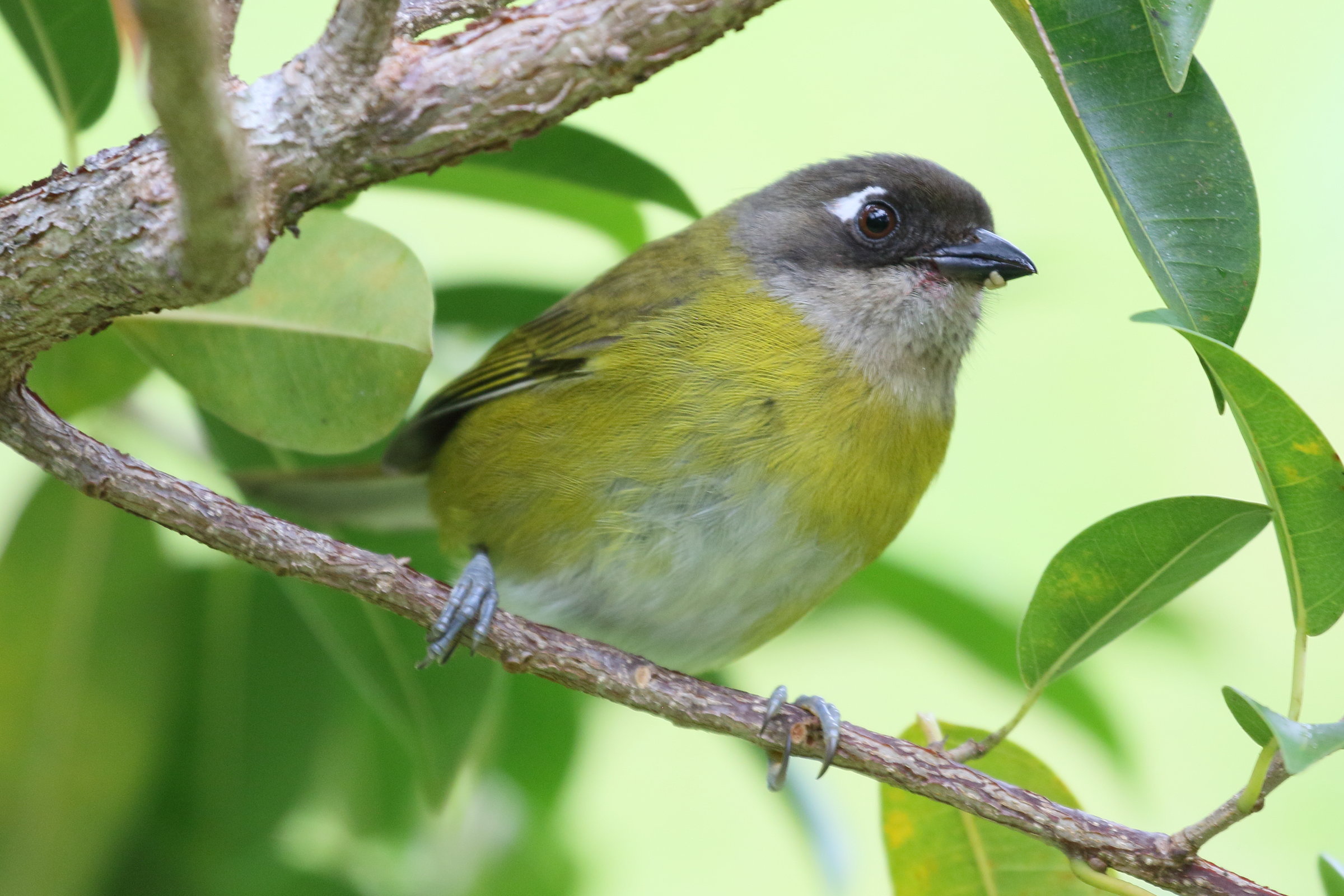 Afficher le média chlorospin_des_buissons_-_chlorospingus_flavopectus1bd chlorospin_des_buissons_-_chlorospingus_flavopectus1bd