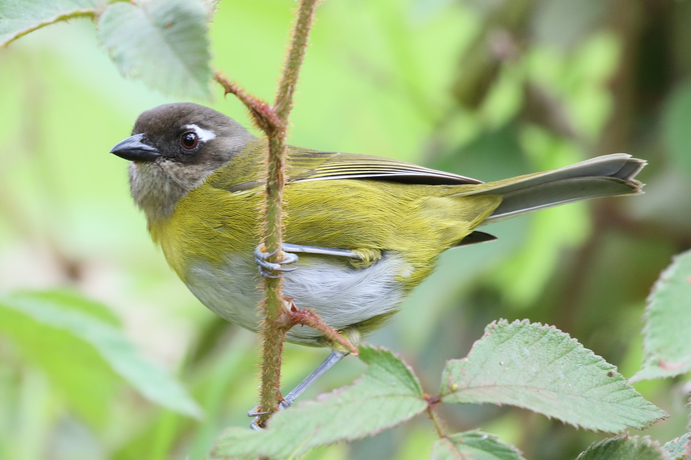 Afficher le média chlorospin_des_buissons_-_chlorospingus_flavopectus2bd chlorospin_des_buissons_-_chlorospingus_flavopectus2bd