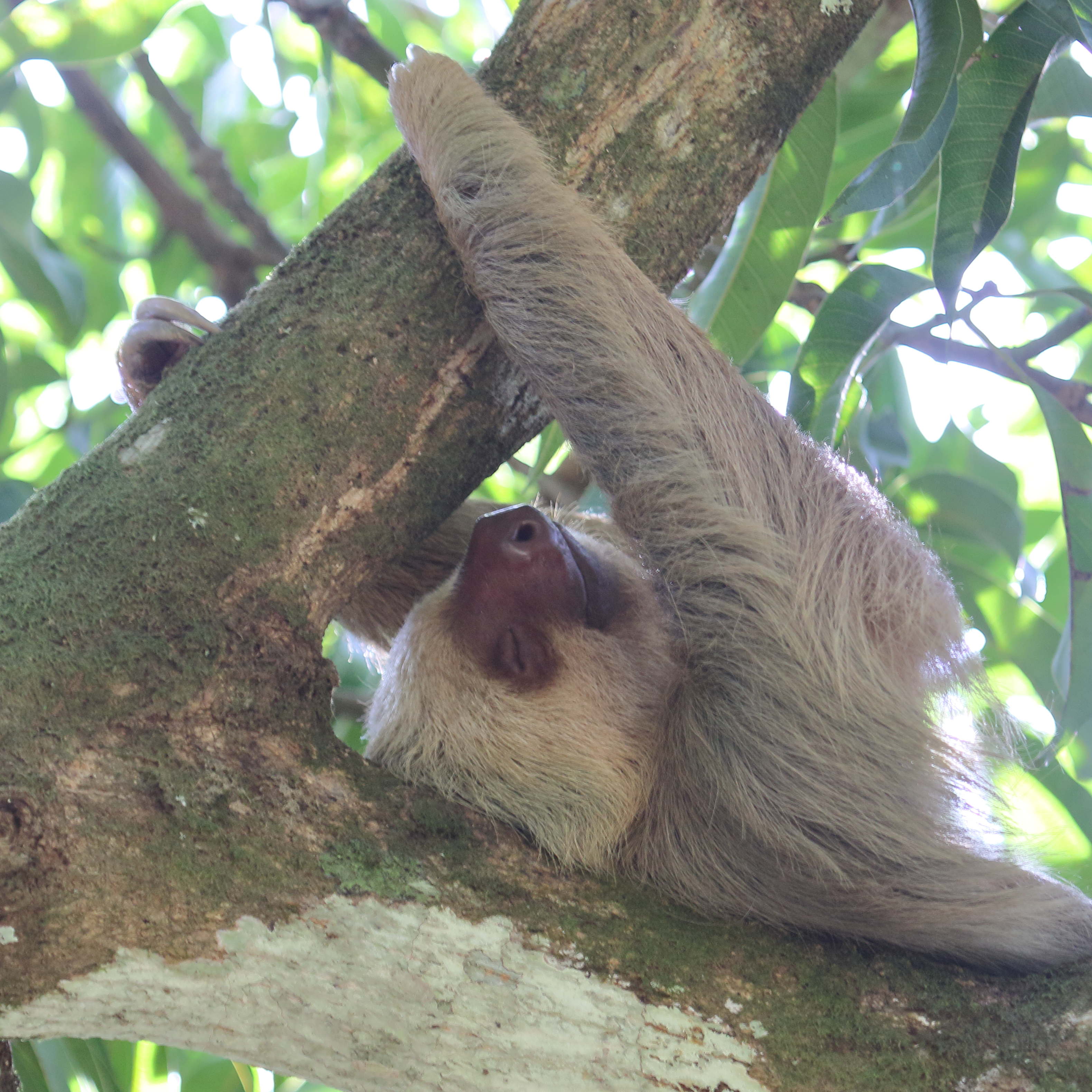 Afficher le média choloepus_hoffmanni1md choloepus_hoffmanni1md