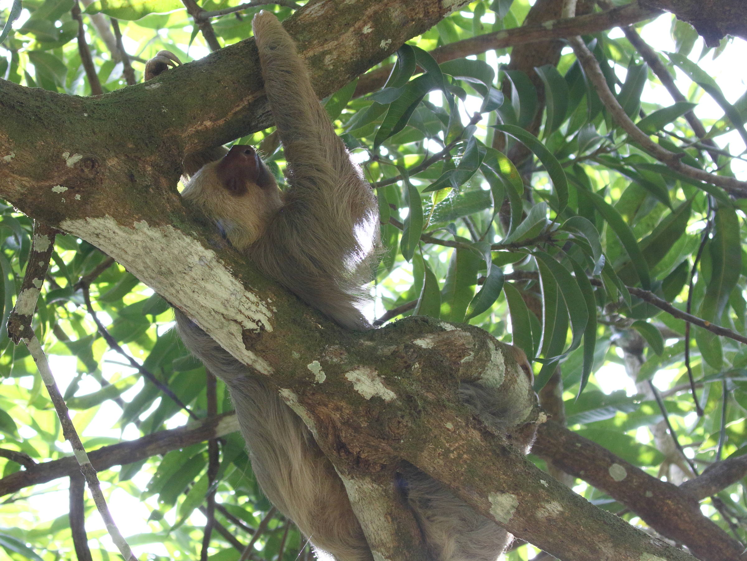 Afficher le média choloepus_hoffmanni2bd choloepus_hoffmanni2bd