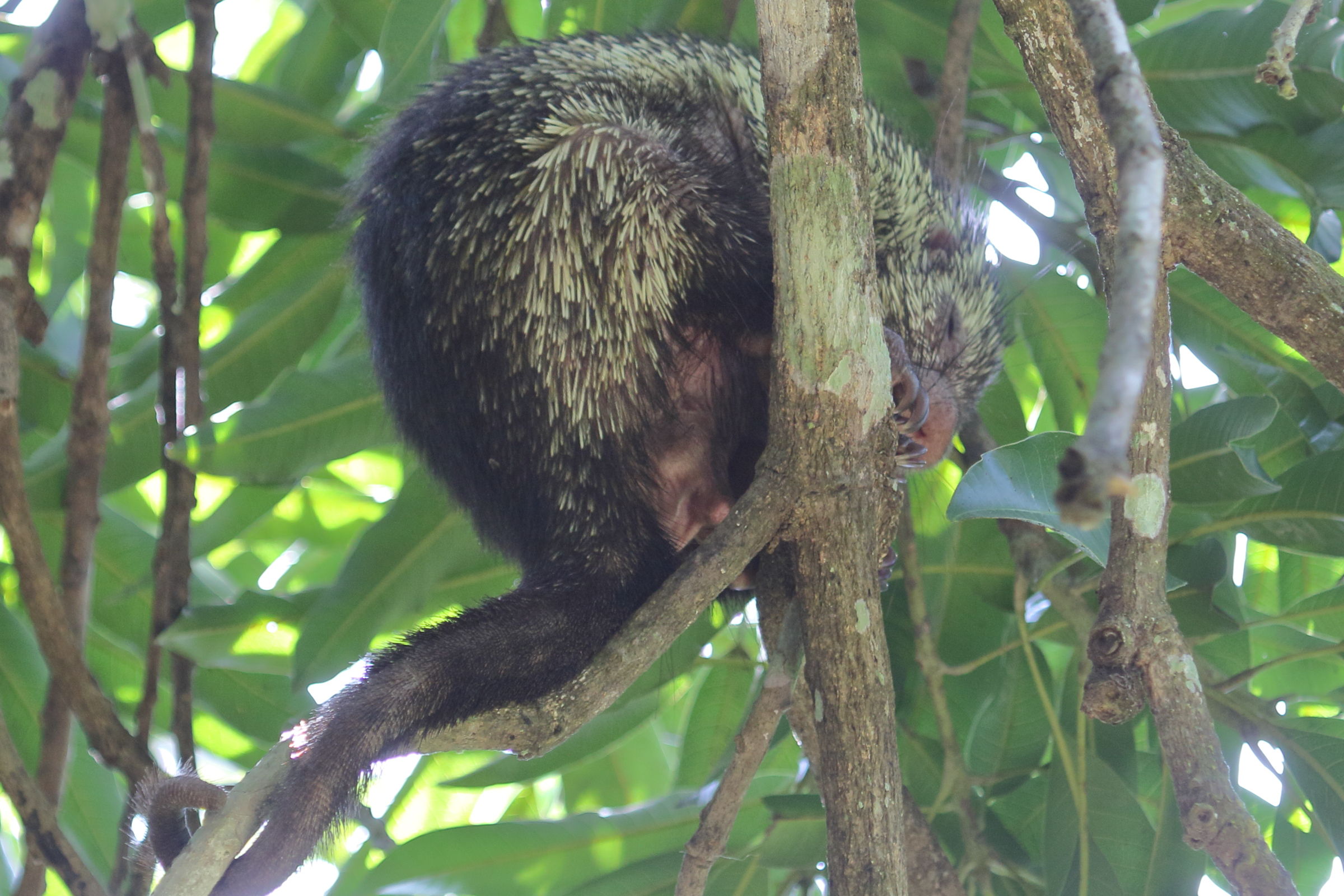 coendou_mexicanus1md