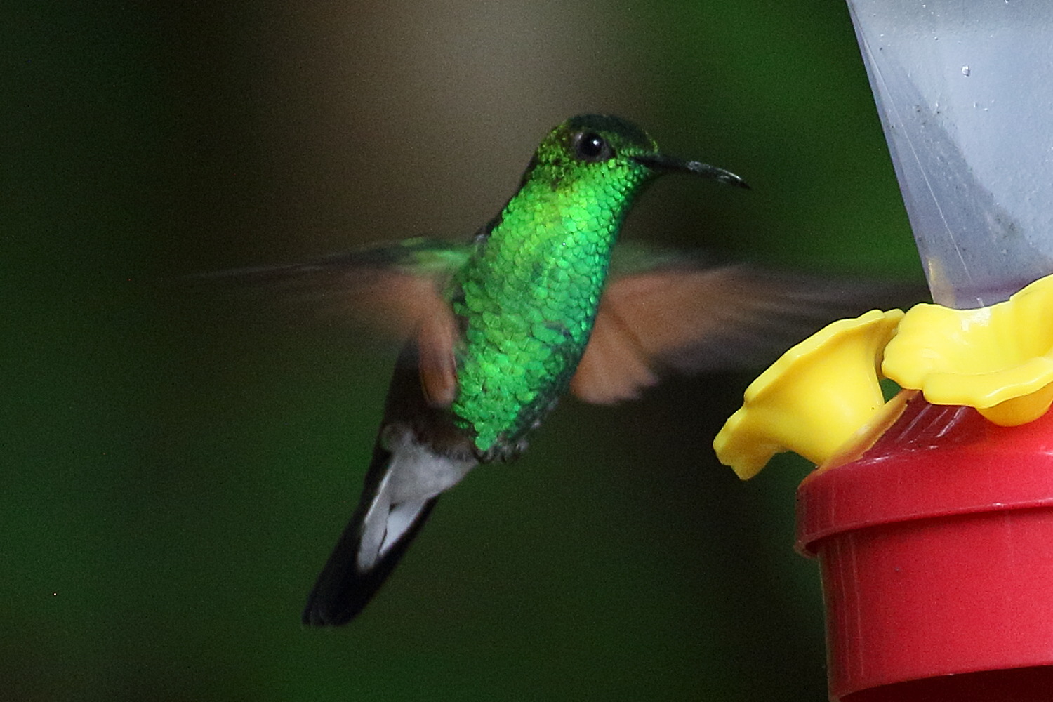 colibri_a_epaulettes_-_eupherusa_eximia1bd