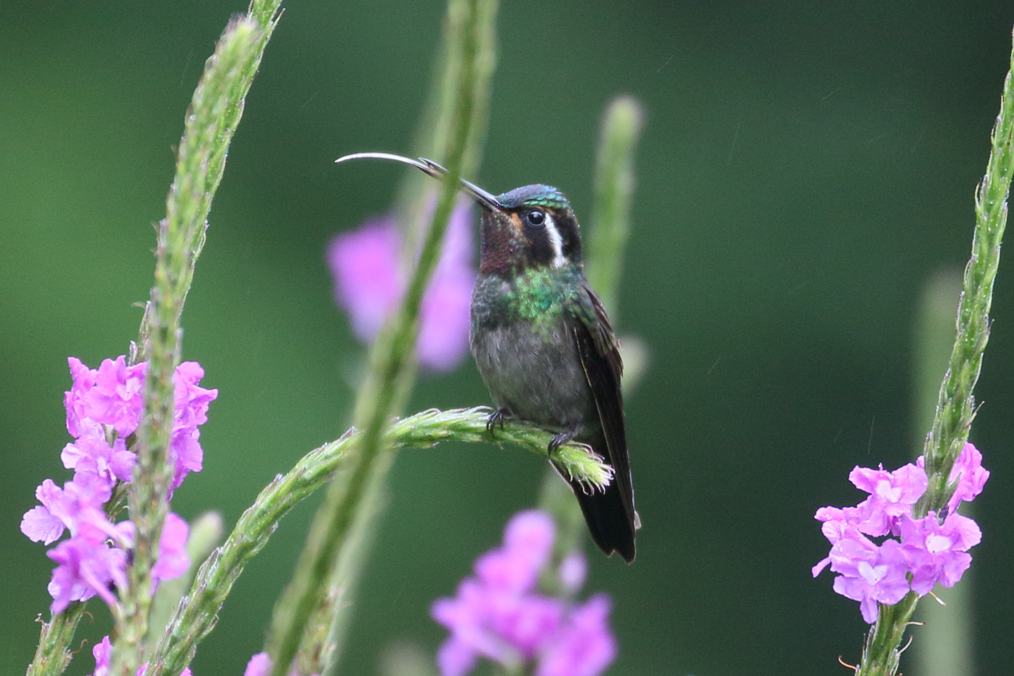 colibri_a_gorge_pourpree_-_lampornis_calolaemus1bd