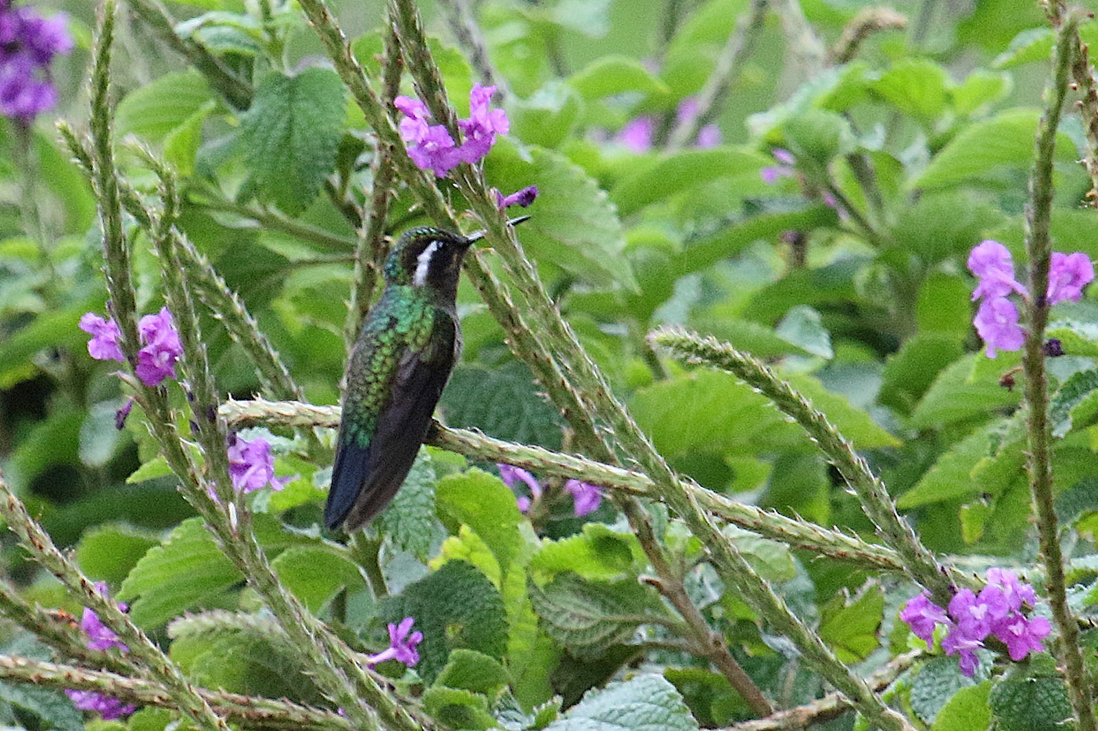 colibri_a_gorge_pourpree_-_lampornis_calolaemus2md