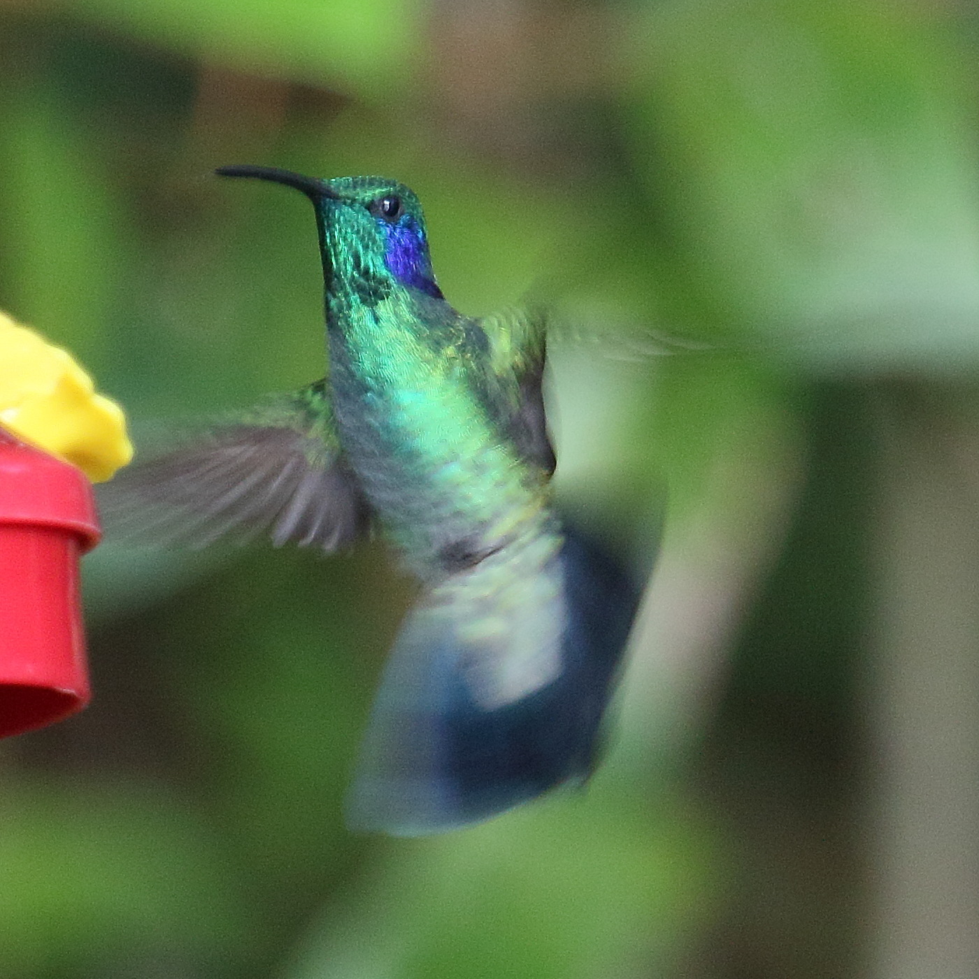 colibri_cyanote_-_colibri_cyanotus1md