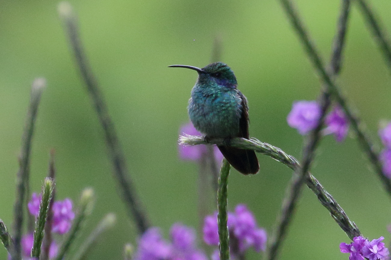 colibri_cyanote_-_colibri_cyanotus2bd