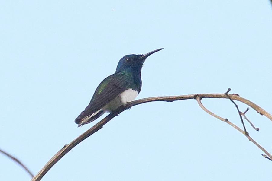 colibri_jacobin_-_florisuga_mellivora1bd