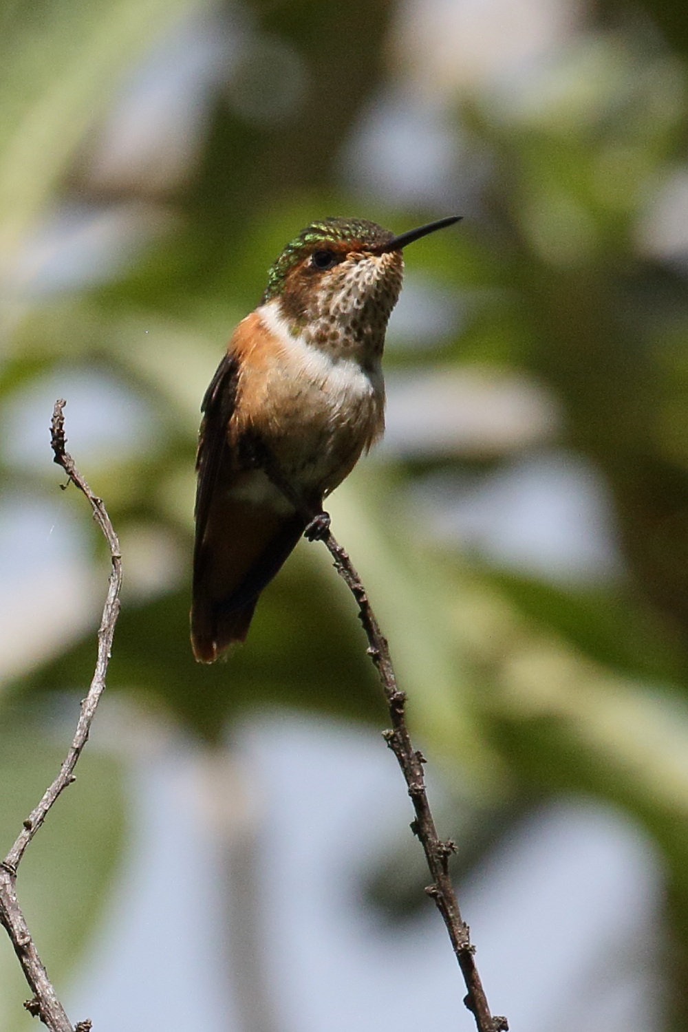 colibri_scintillant_-_selasphorus_scintilla1bd