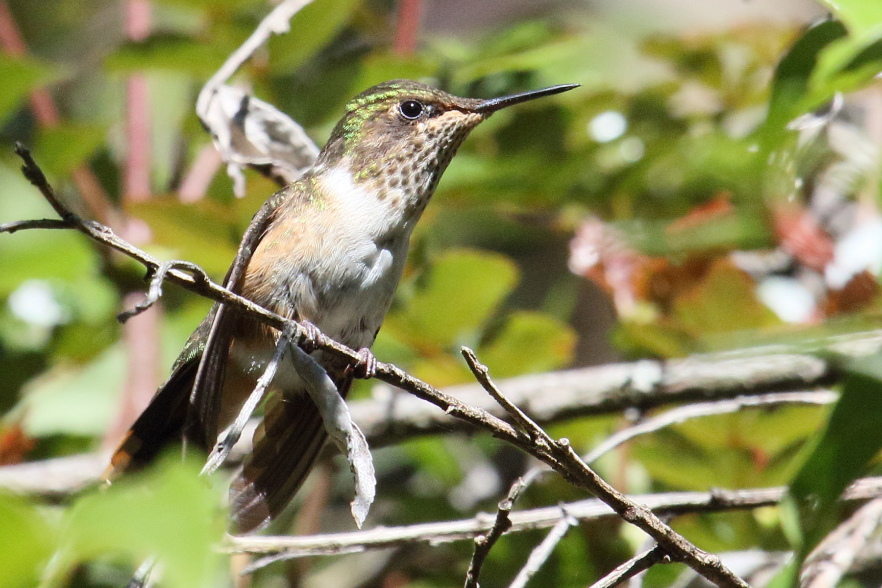 colibri_scintillant_-_selasphorus_scintilla2md