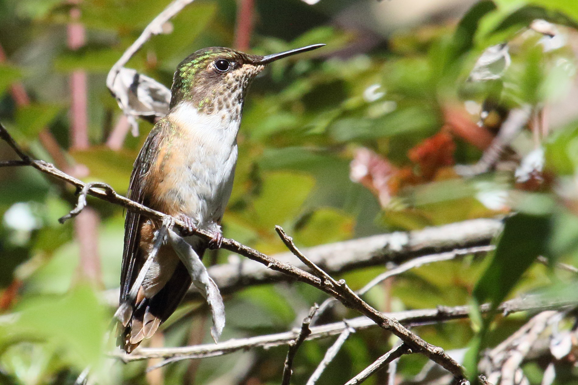 colibri_scintillant_-_selasphorus_scintilla3md