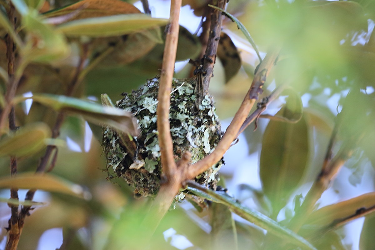 colibri_scintillant_-_selasphorus_scintilla_nid1bd