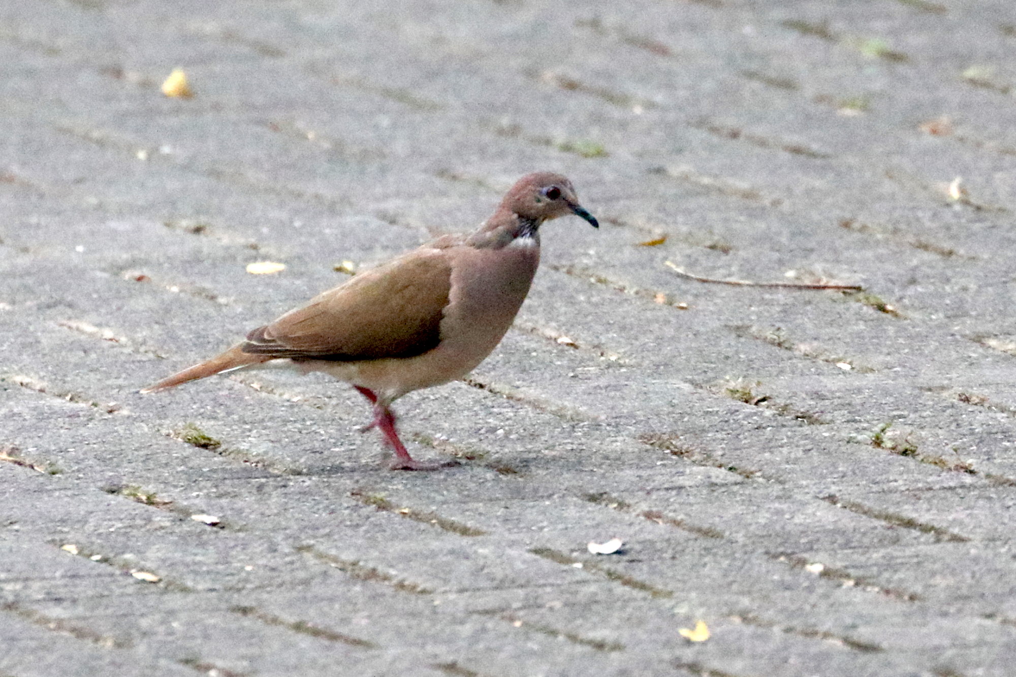 colombe_de_verreaux_-_leptotila_verreauxi1bd