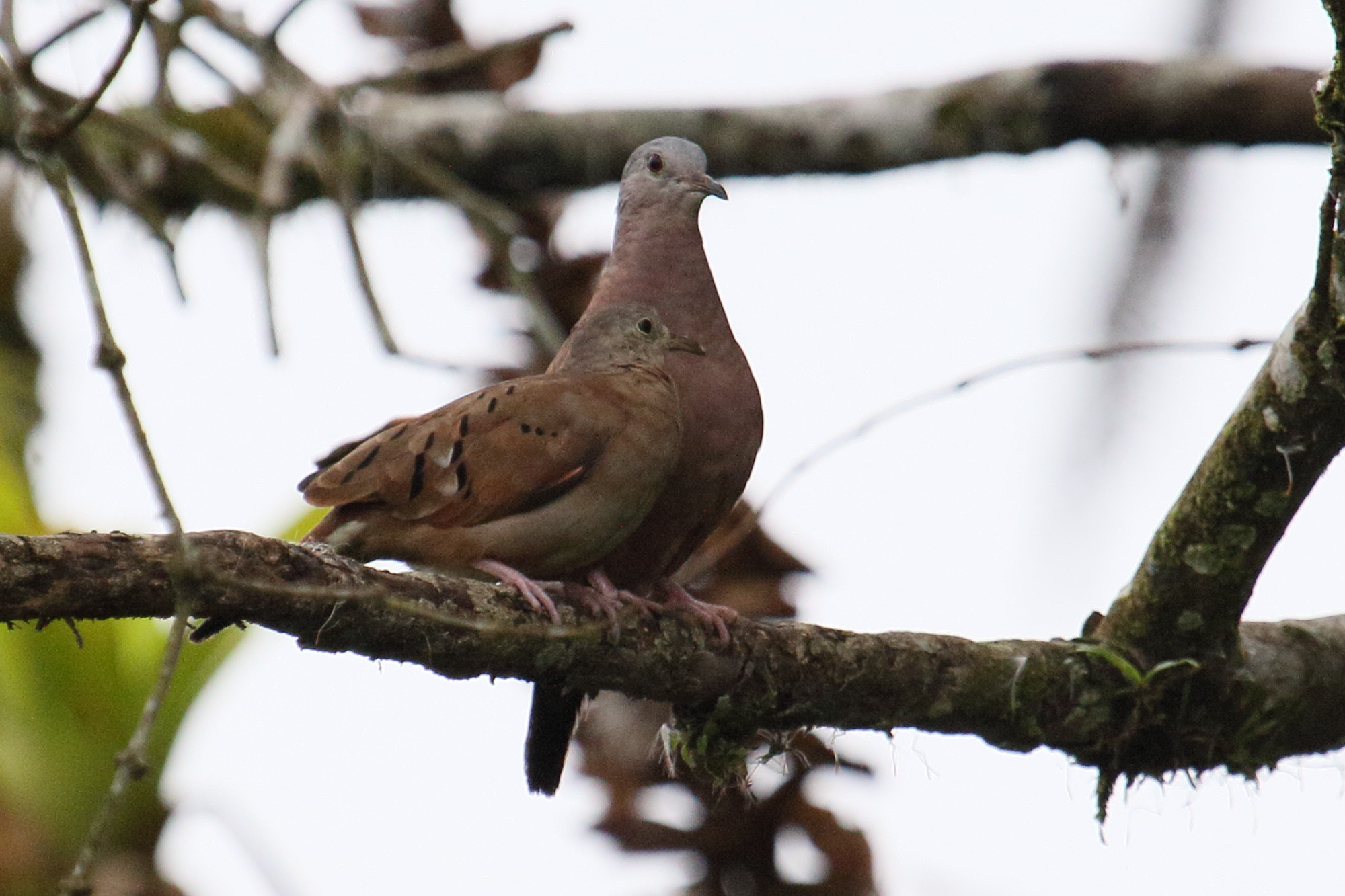 colombe_rousse_-_columbina_talpacoti1md