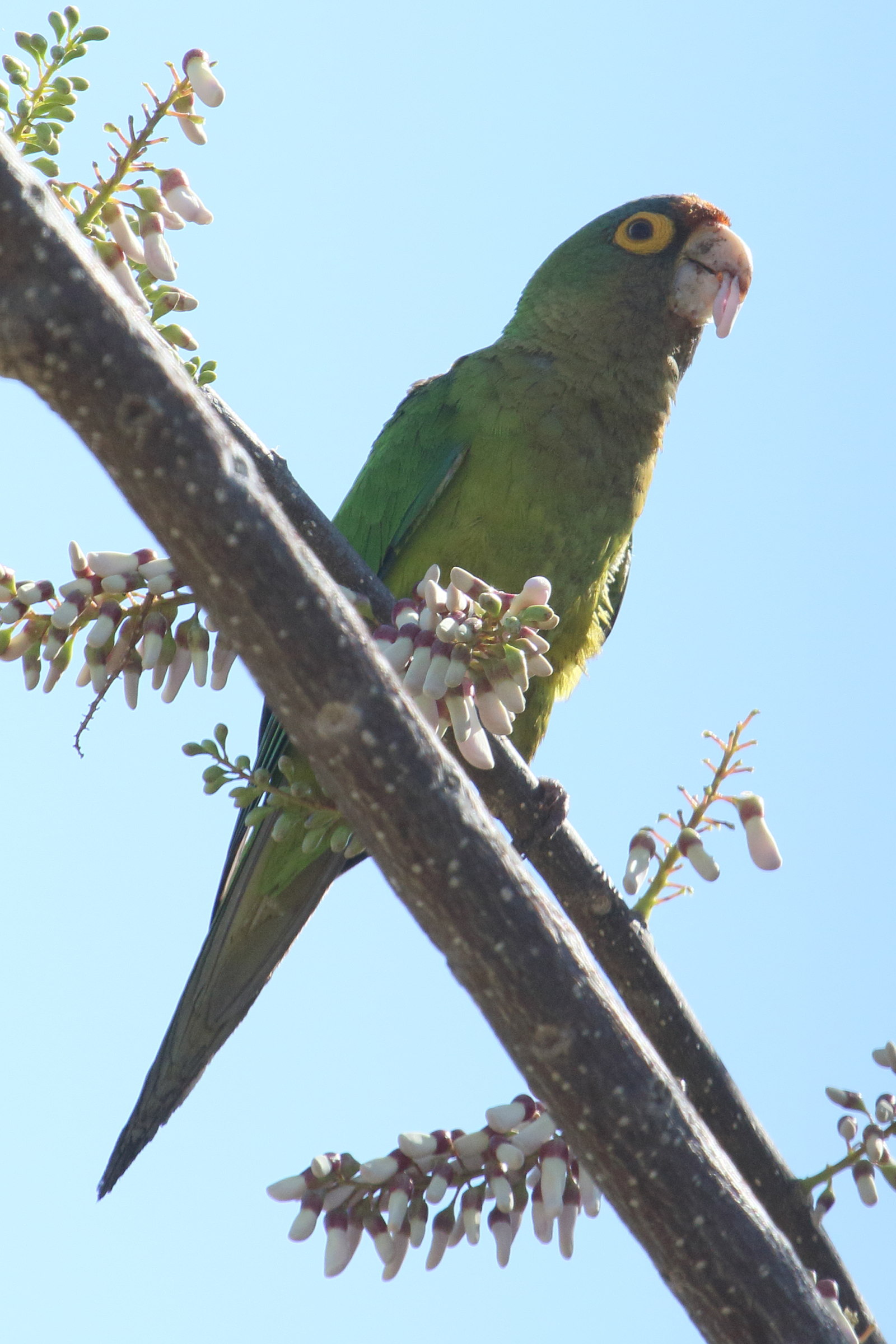 conure_a_front_rouge_-_eupsittula_canicularis1md