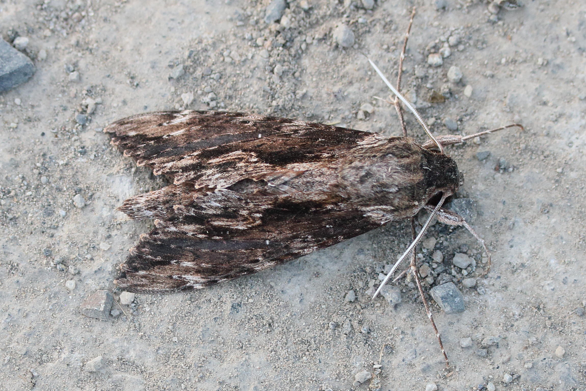 erinnyis_oenotrus1md