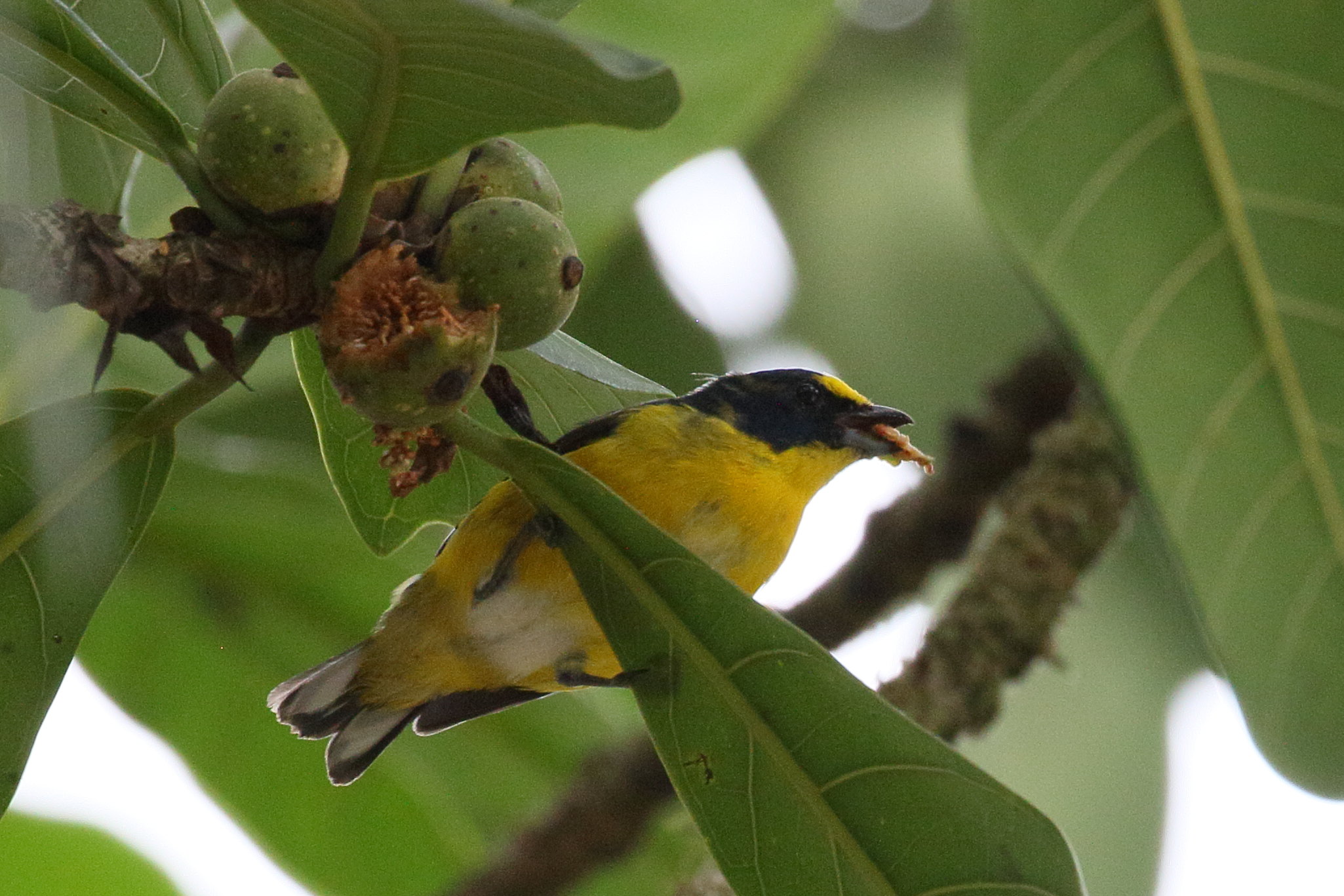 Afficher le média organiste_a_gorge_jaune_-_euphonia_hirundinacea1bd organiste_a_gorge_jaune_-_euphonia_hirundinacea1bd