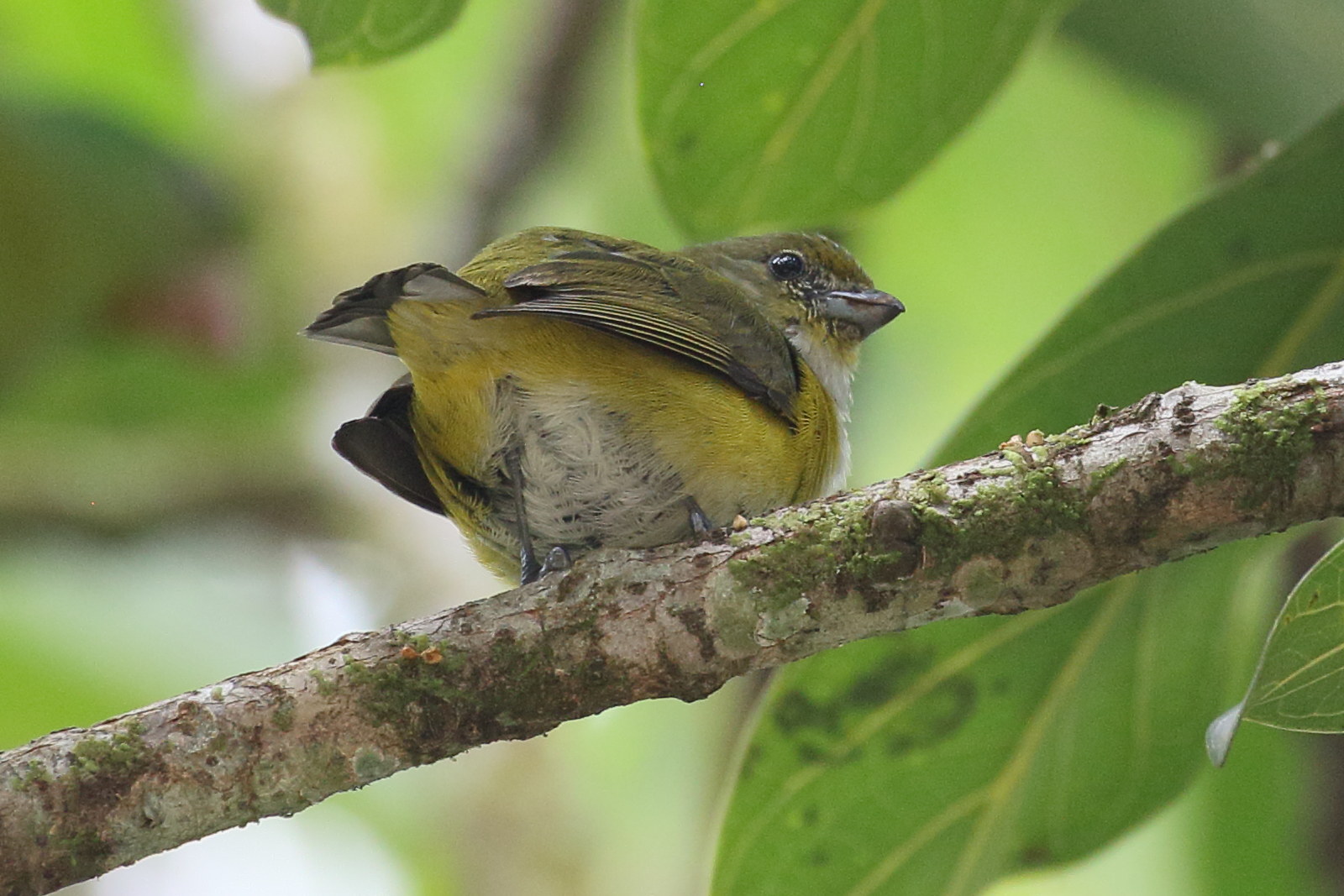 Afficher le média organiste_a_gorge_jaune_-_euphonia_hirundinacea2bd organiste_a_gorge_jaune_-_euphonia_hirundinacea2bd