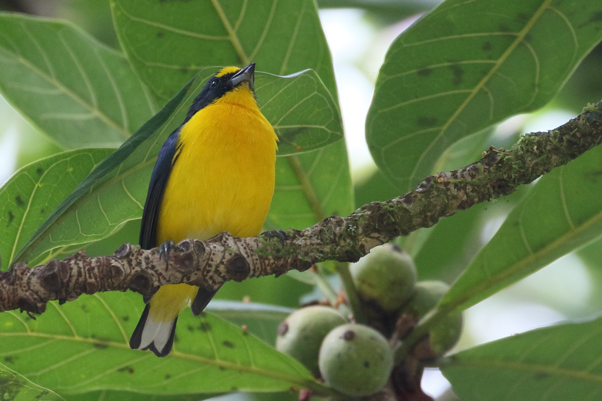Afficher le média organiste_a_gorge_jaune_-_euphonia_hirundinacea3bd organiste_a_gorge_jaune_-_euphonia_hirundinacea3bd