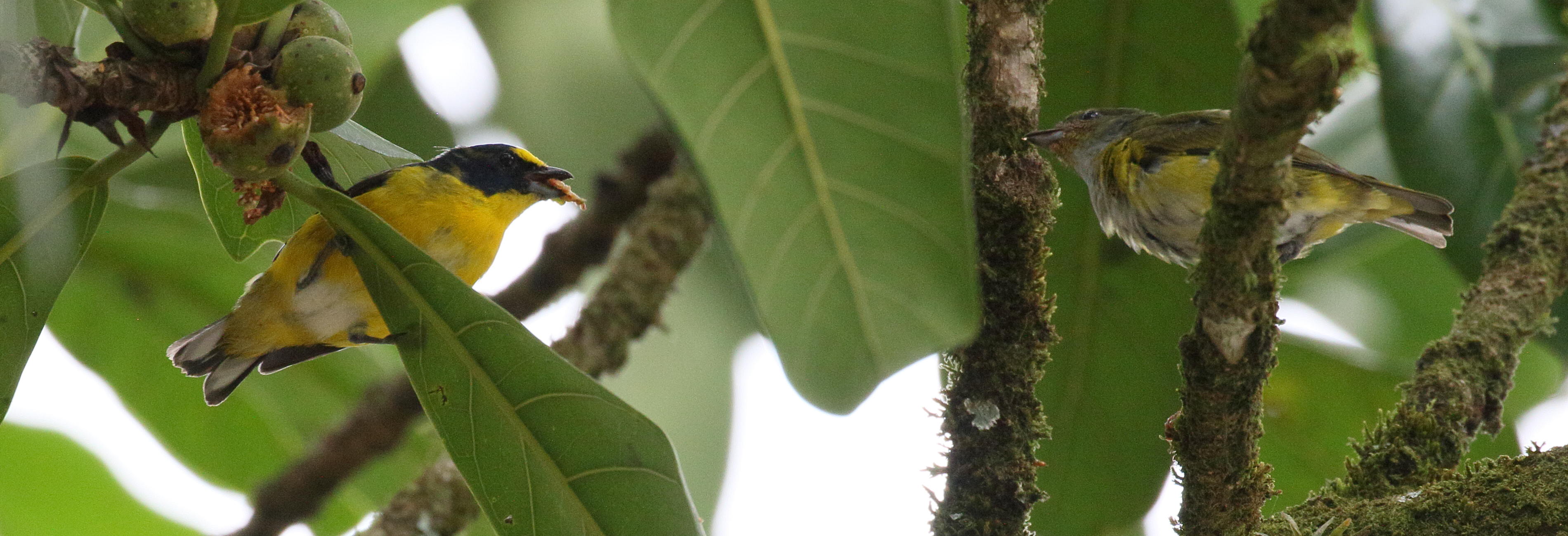 Afficher le média organiste_a_gorge_jaune_-_euphonia_hirundinacea4bd organiste_a_gorge_jaune_-_euphonia_hirundinacea4bd