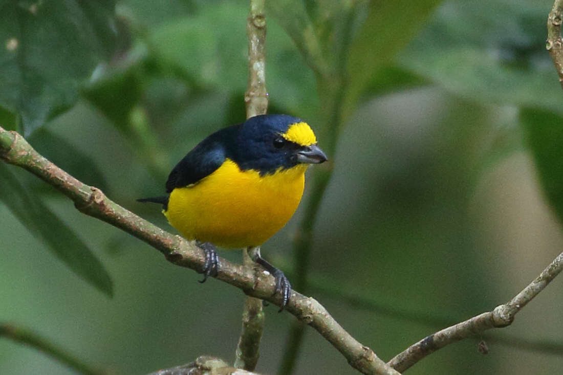 Afficher le média organiste_a_gorge_jaune_-_euphonia_hirundinacea5bd organiste_a_gorge_jaune_-_euphonia_hirundinacea5bd