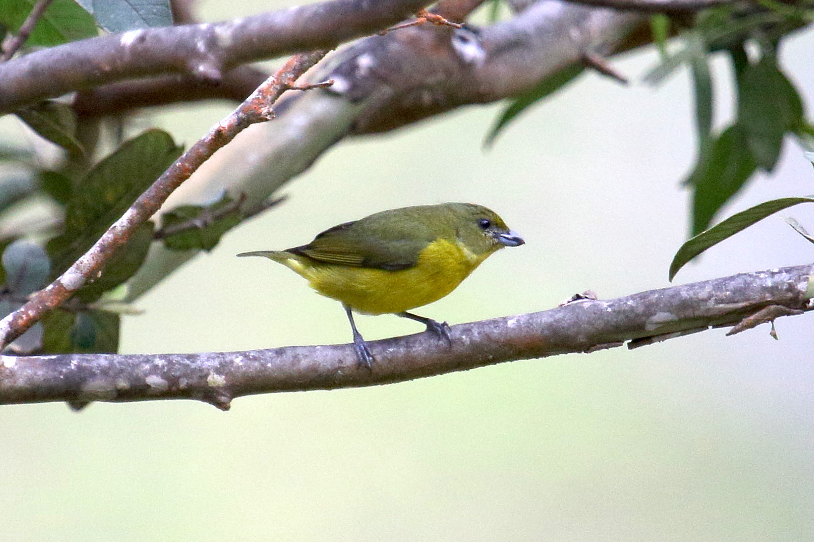 Afficher le média organiste_a_gorge_jaune_-_euphonia_hirundinacea6md organiste_a_gorge_jaune_-_euphonia_hirundinacea6md