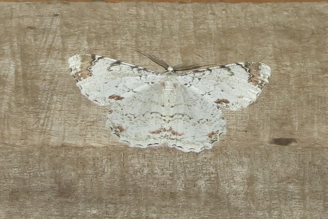 epimecis_puellaria1bd