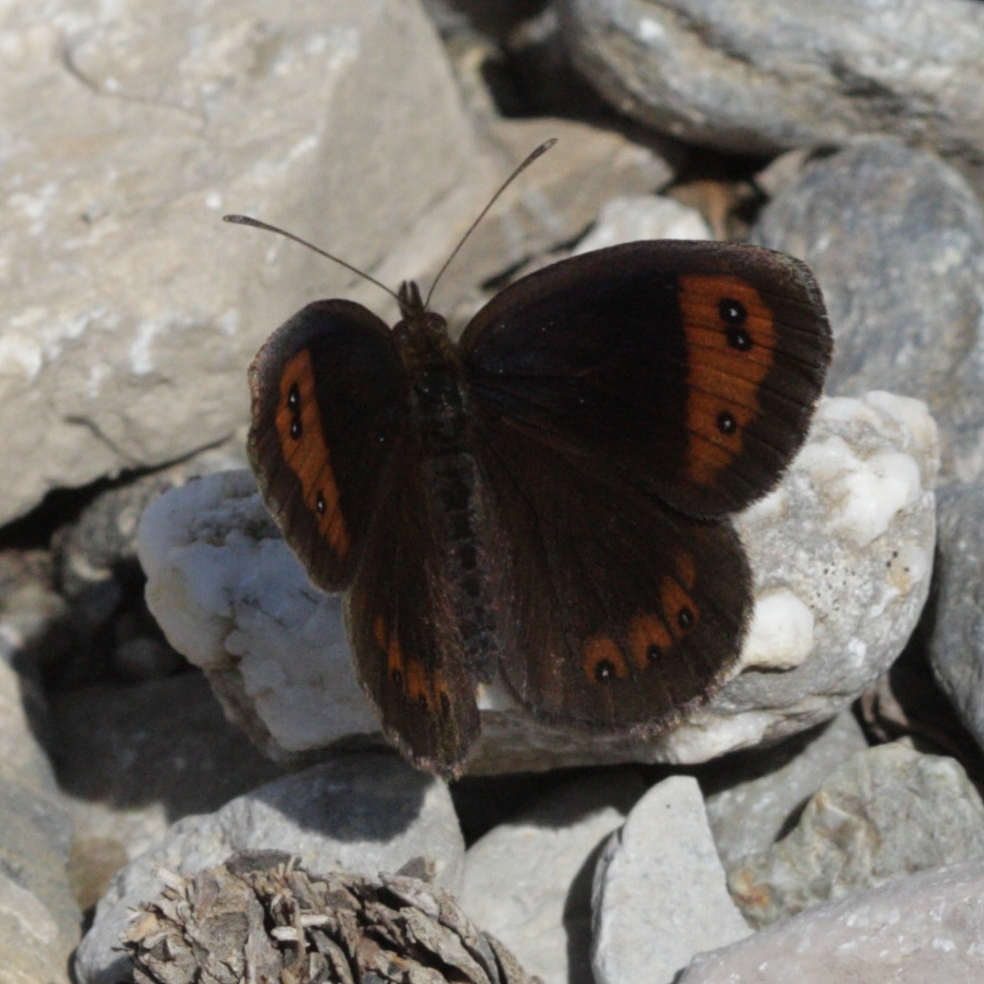 erebia_neoridas1bd