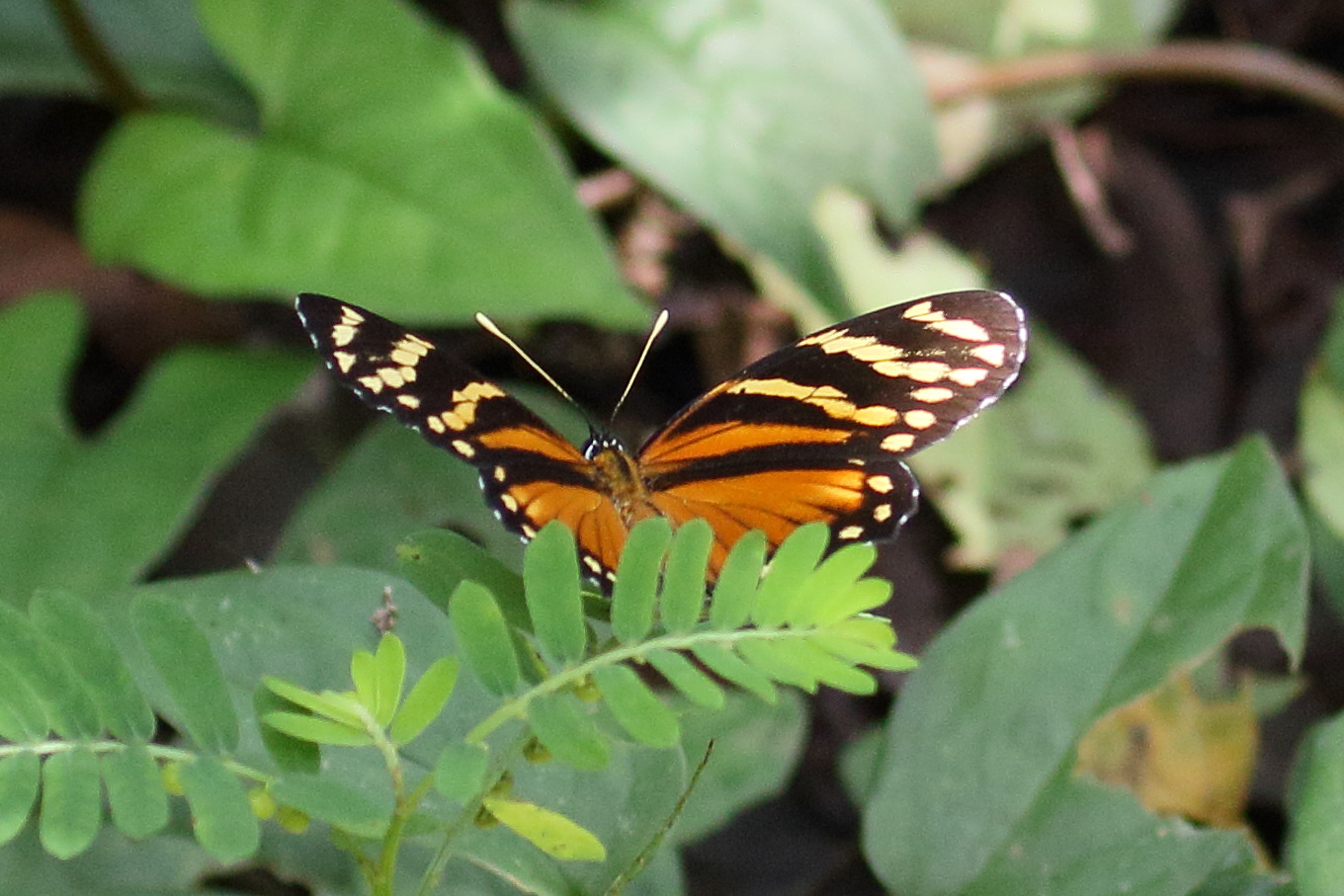 eresia_ithomioides_eutropia1md