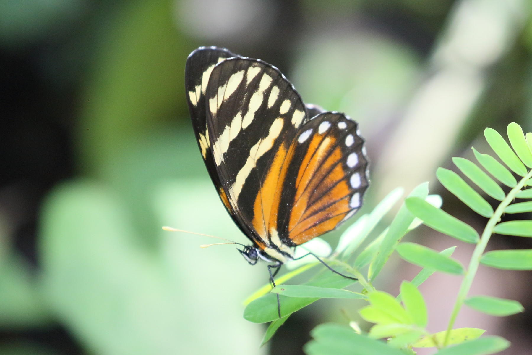 eresia_ithomioides_eutropia2bd