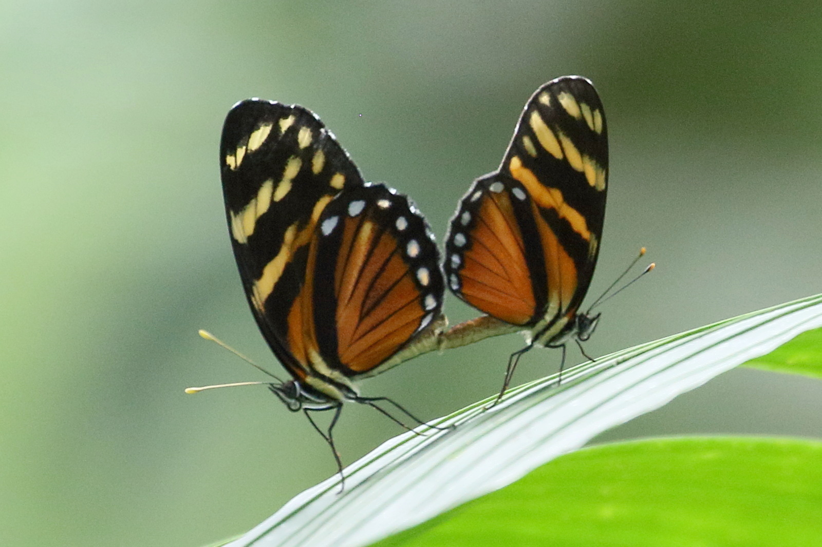 eresia_ithomioides_eutropia3bd