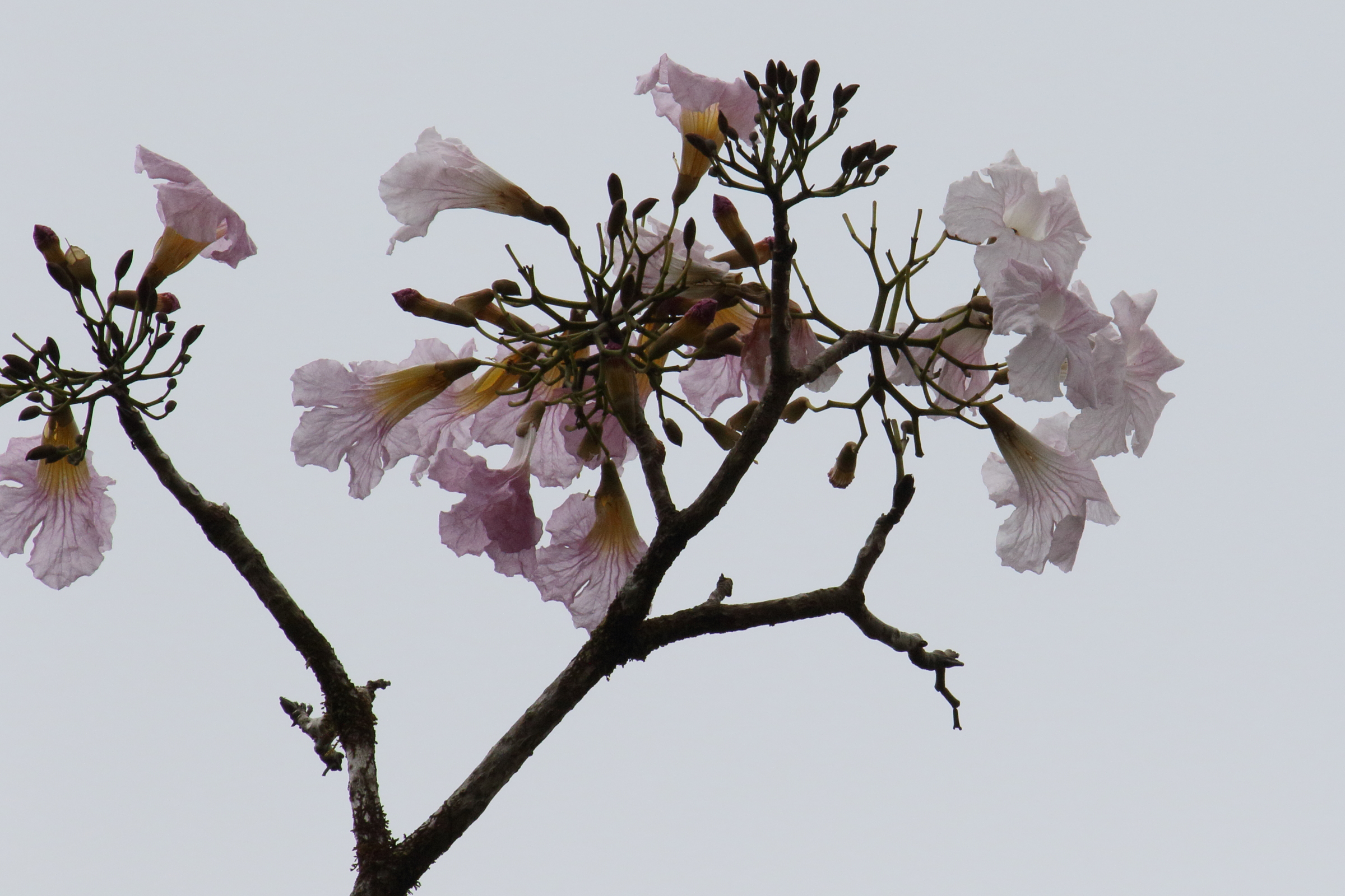 Afficher le média tabebuia_rosea7md tabebuia_rosea7md