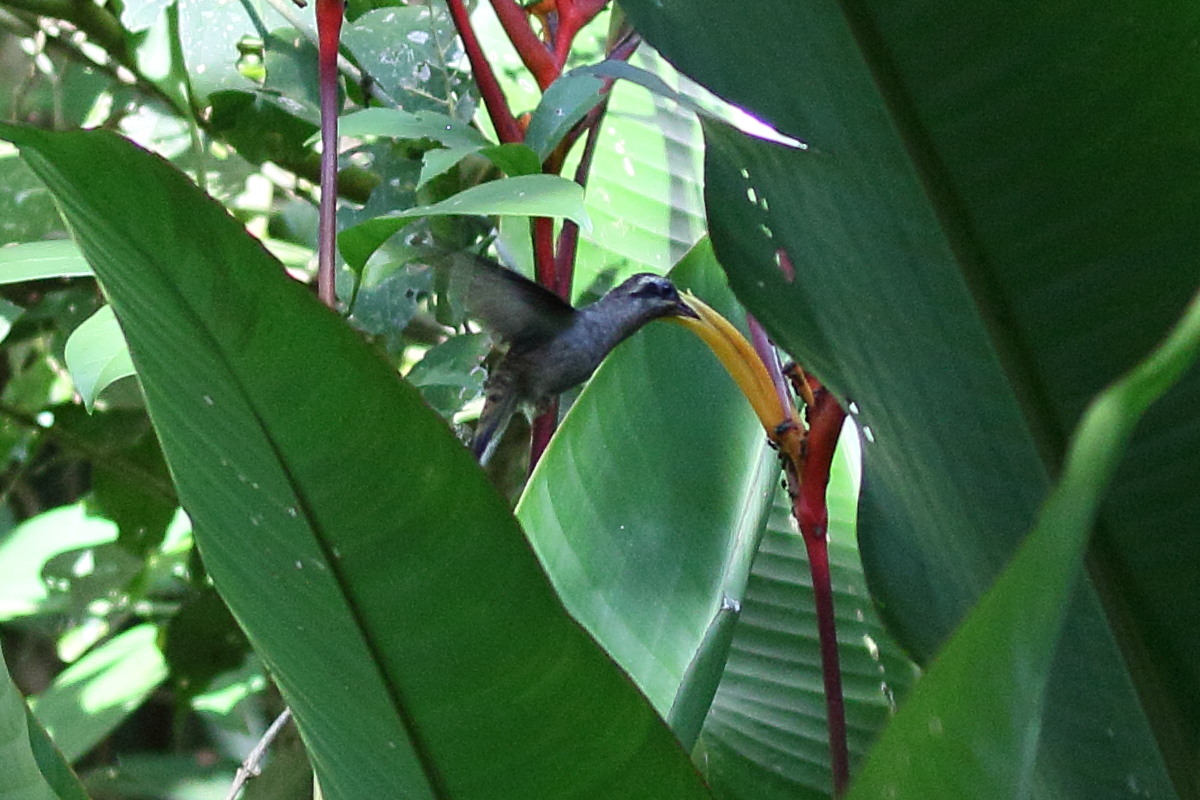 ermite_a_longue_queue_-_phaetornis_longirostris1bd