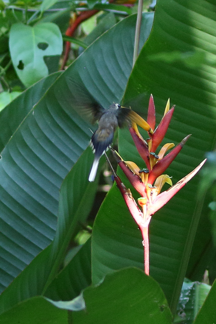 ermite_a_longue_queue_-_phaetornis_longirostris2bd