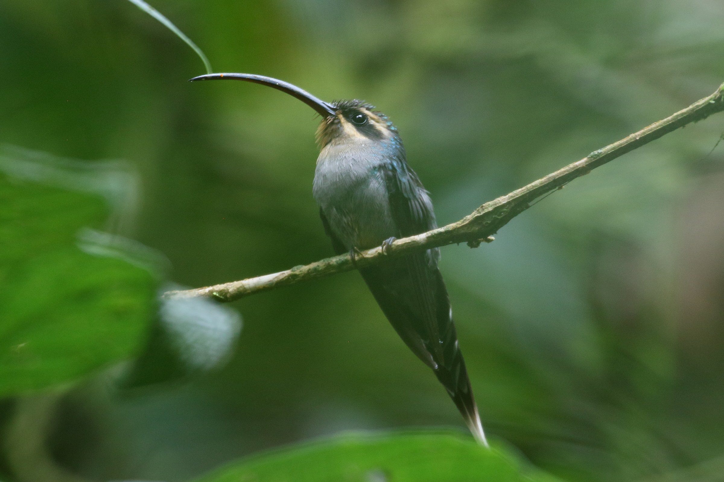 ermite_vert_-_phaethornis_guy1bd