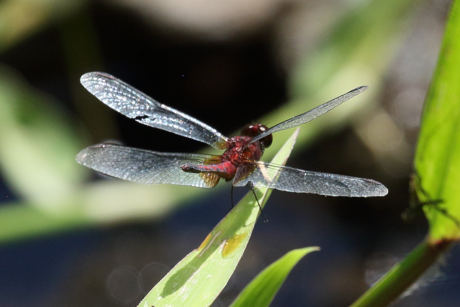 erythrodiplax_fervida1bd