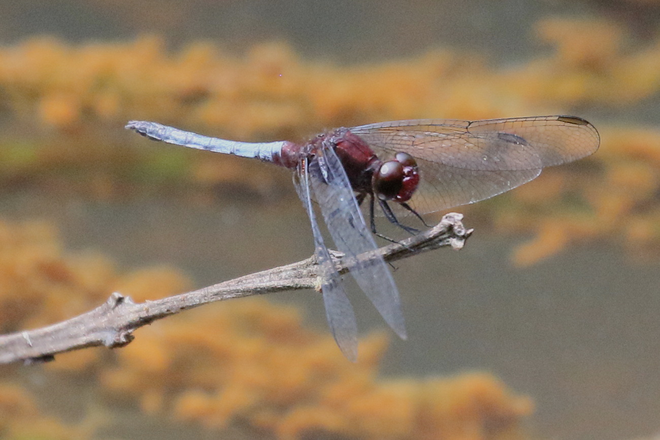 erythrodiplax_fusca4bd