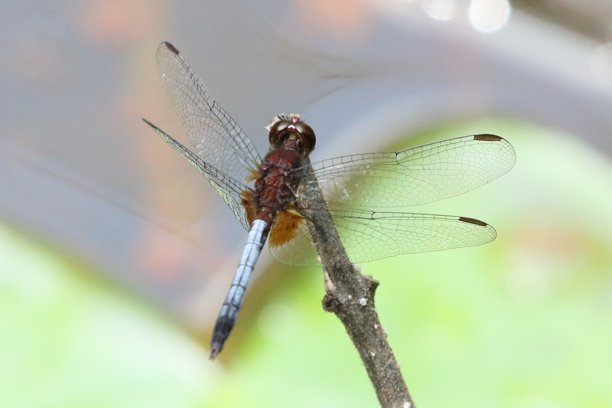 erythrodiplax_fusca5bd