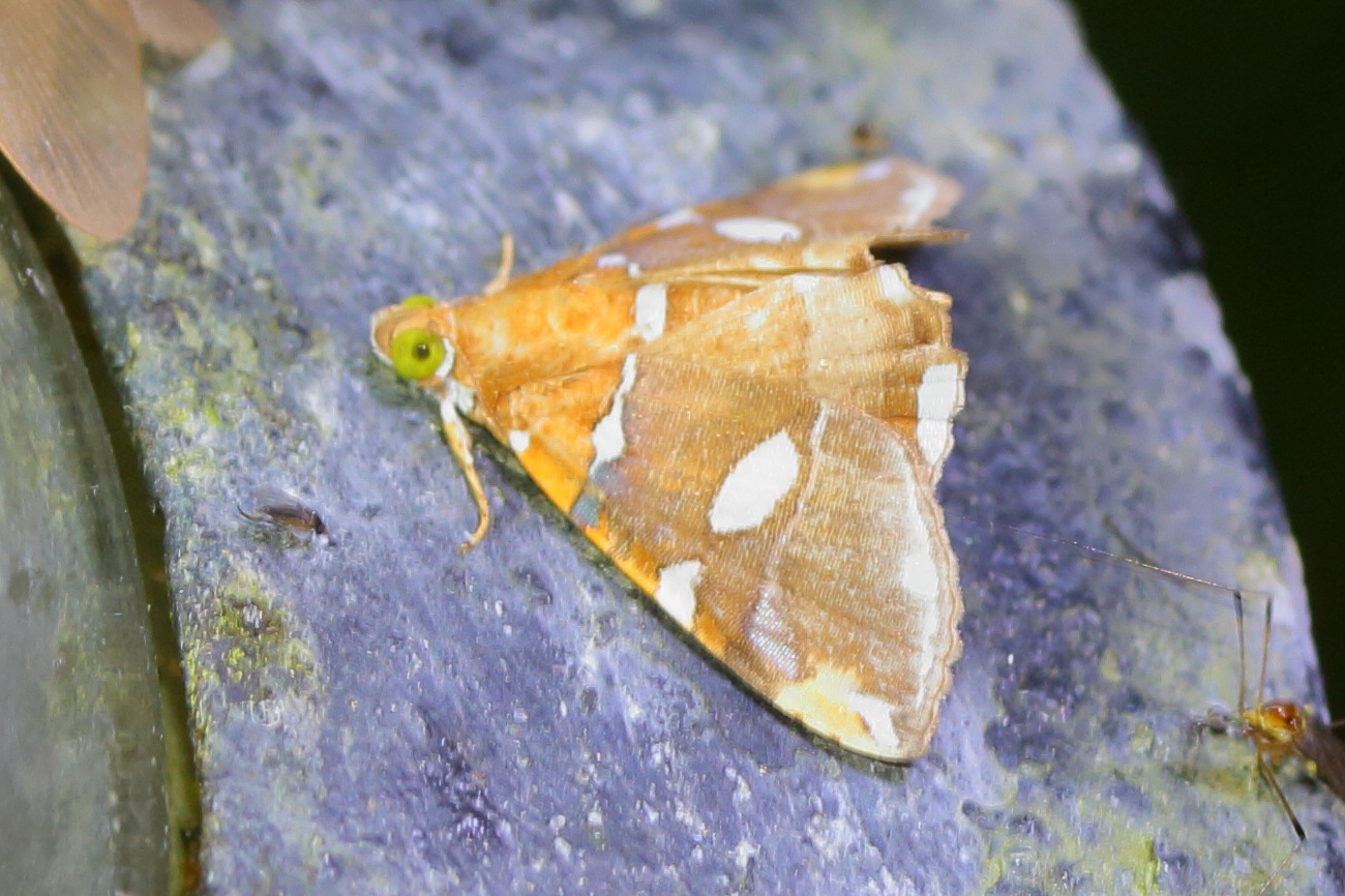 eulepidotis_guttata1md