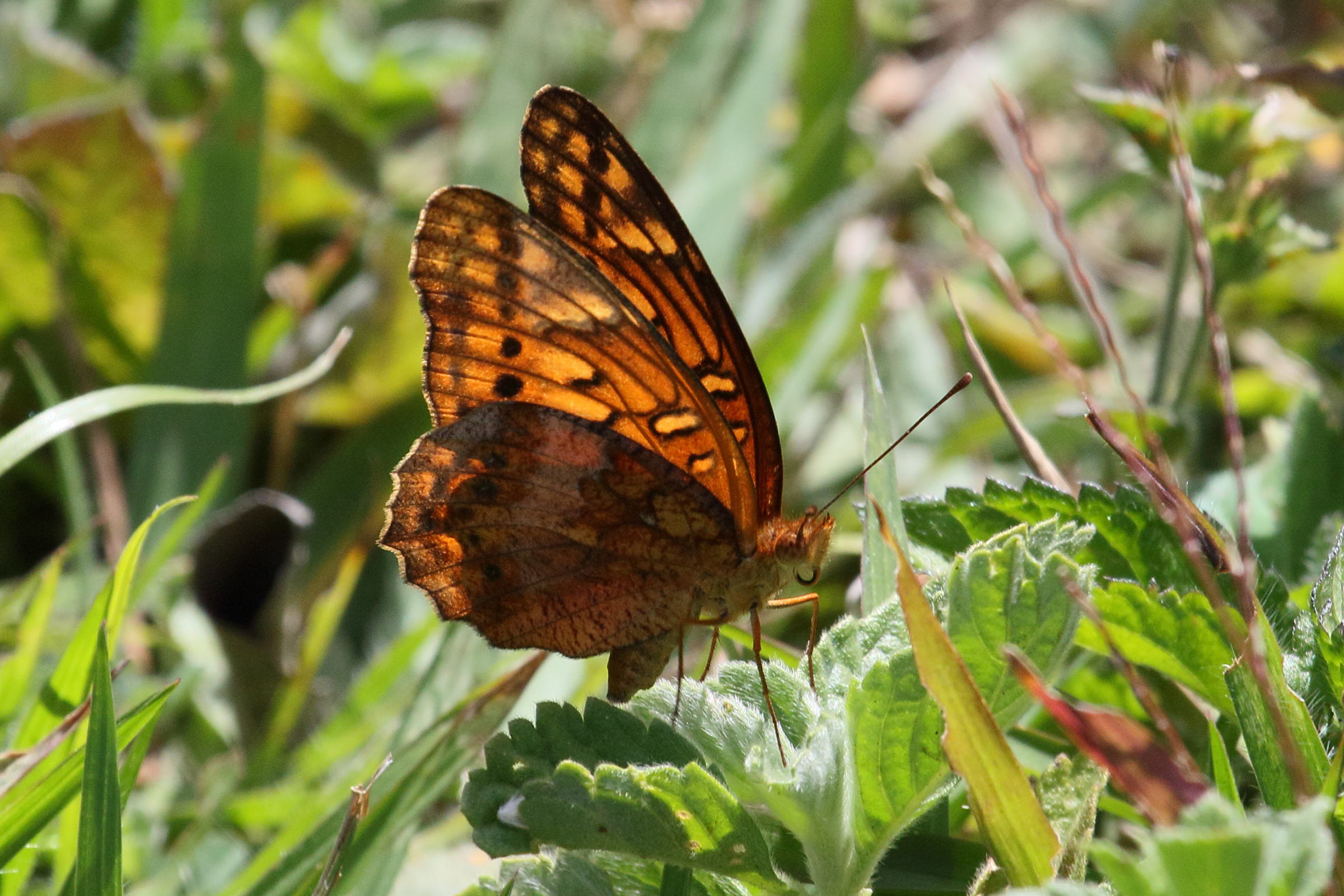 euptoieta_hegesia_meridiana1md