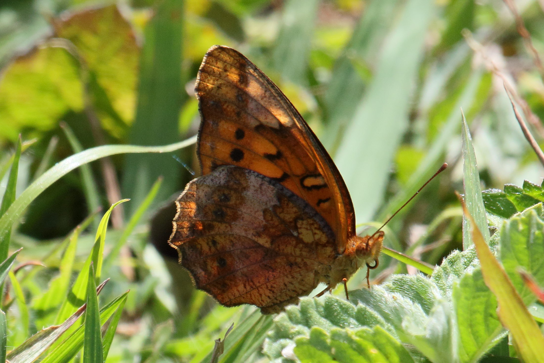 euptoieta_hegesia_meridiana2md