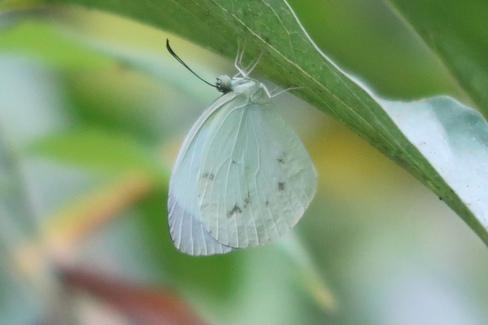 eurema_albula_celata1md