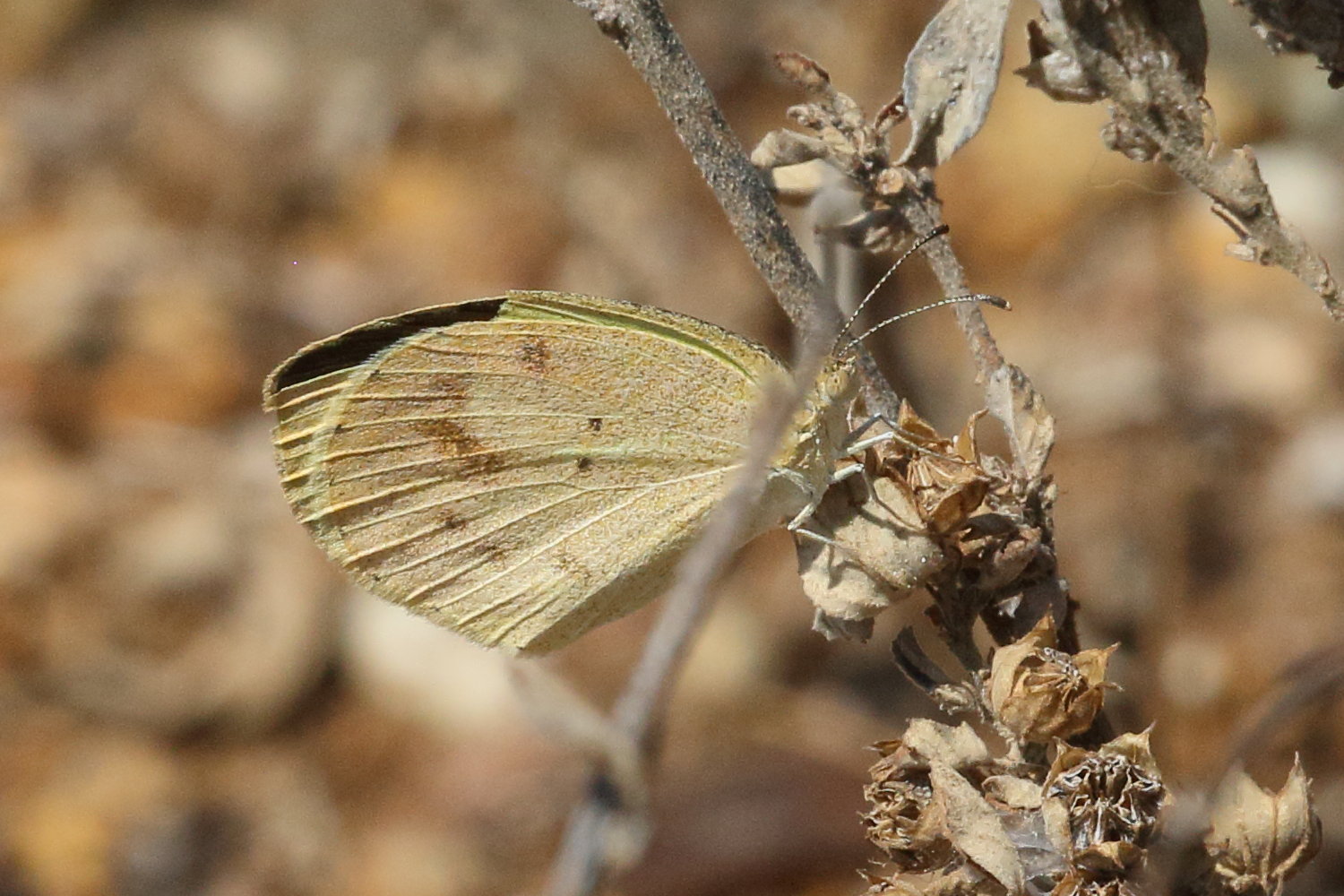 eurema_daira_eugenia1bd